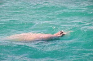 Manatee taking a breath