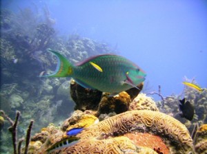 Stoplight Parrot Fish 