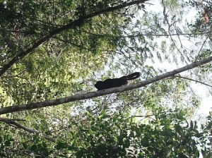 Howler Monkey 
