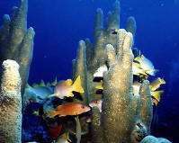 fishincoralsm