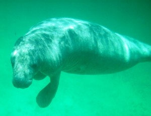 Manatee at North Point Caye Caulker