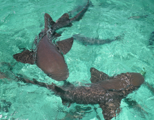 nurse shark nurse shark at Hol Chan