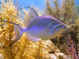 Queen Triggerfish