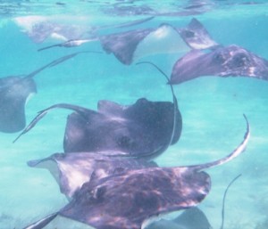 sting ray