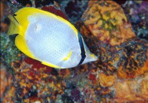 Butterfly Fish