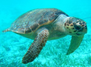 Green Turtle at Hol Chan Marine Reserve