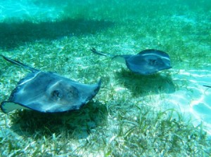 southern sting rays