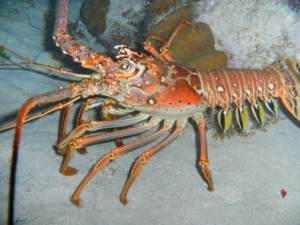 Lobster at Reef Lobster at Reef