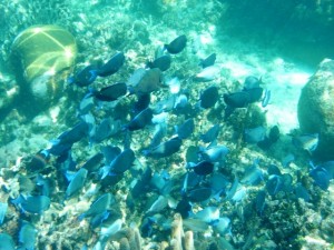 schooling blue tangs