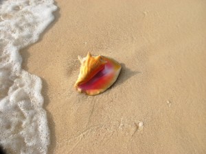 conch shell on the beach