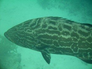 Grouper