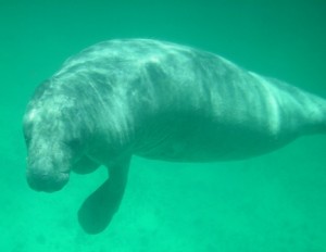 Manatee at North Point