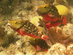 Red banded parrrot fish
