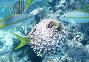 puffer fish