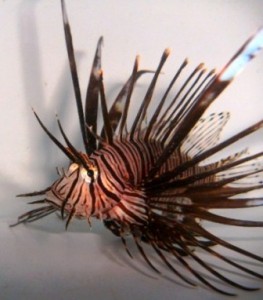 lionfish