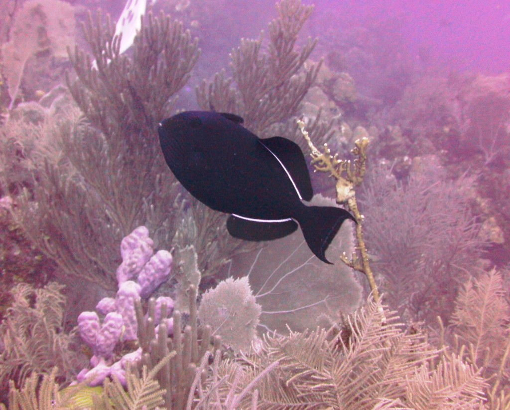 black durgon