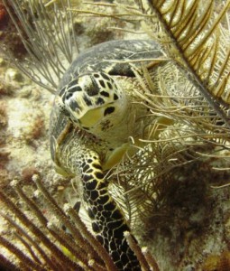 Turtle on the wall at Turneffe Atoll