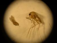 sand fly versus mosquito
