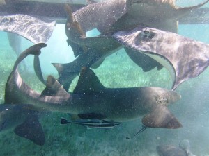 nurse sharks and sting rays at Caye Caulker Marine Reserve