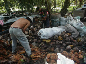 shucking coconuts