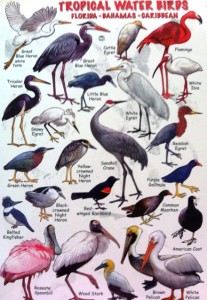 Bird Guide by Seahawk Press