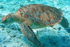 Green Turtle at Hol Chan 