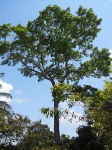 The Mahagony Tree