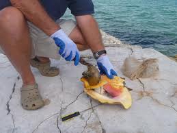 how to clean a conch